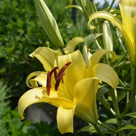 Valadas Canedo (Aveiro)