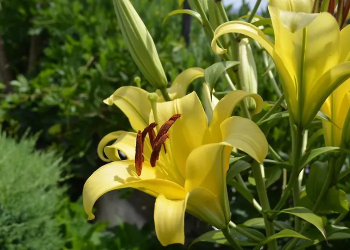 Valadas Canedo (Aveiro)